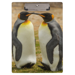 Paar Königspinguine, Falklandinseln Klemmbrett