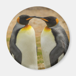 Paar Königspinguine, Falklandinseln Magnet