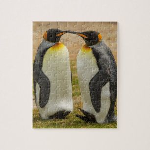 Paar Königspinguine, Falklandinseln Puzzle