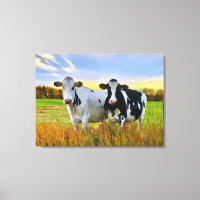 Paar Kühe auf der Weide