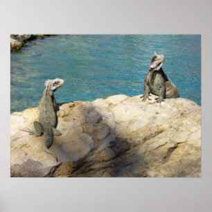Paar Leguane Tropische Tierfotografie Poster