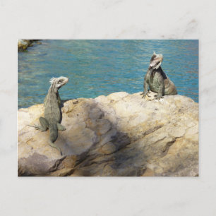 Paar Leguane Tropische Tierfotografie Postkarte