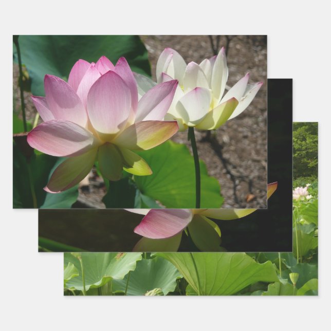Paar Lotusblumen I Geschenkpapier Set (Set)