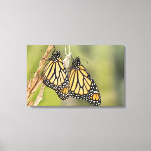 Paar Monarch Butterflys Fotografie Leinwand Kunst