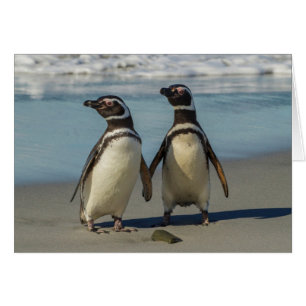 Paar Pinguine am Strand