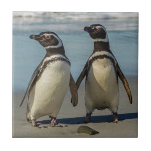 Paar Pinguine am Strand Fliese