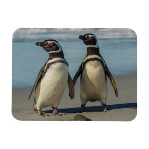 Paar Pinguine am Strand Magnet