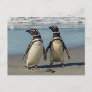 Paar Pinguine am Strand Postkarte