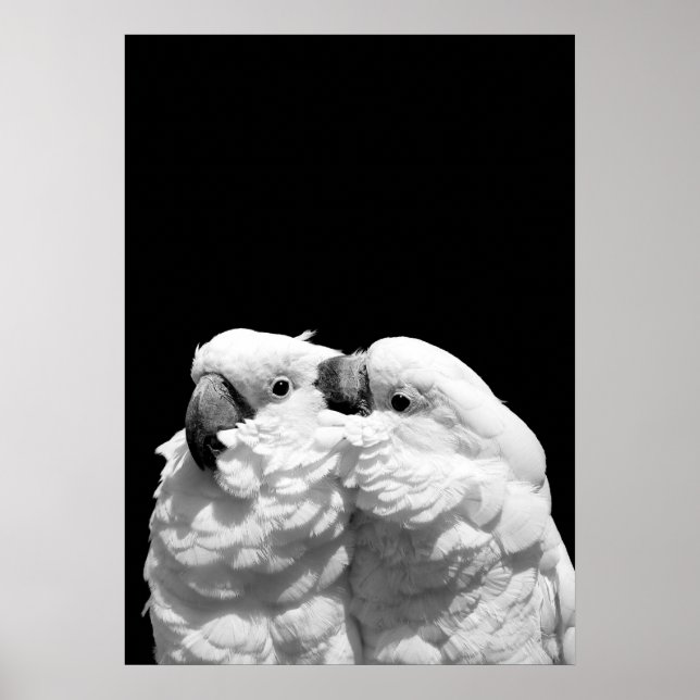 Paar Schirmkakados Poster (Vorne)