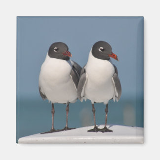 Paar schwarz gehauchter Golle Magnet