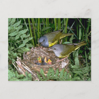 Paar trauernder Warbler mit jungen Leuten Postkarte