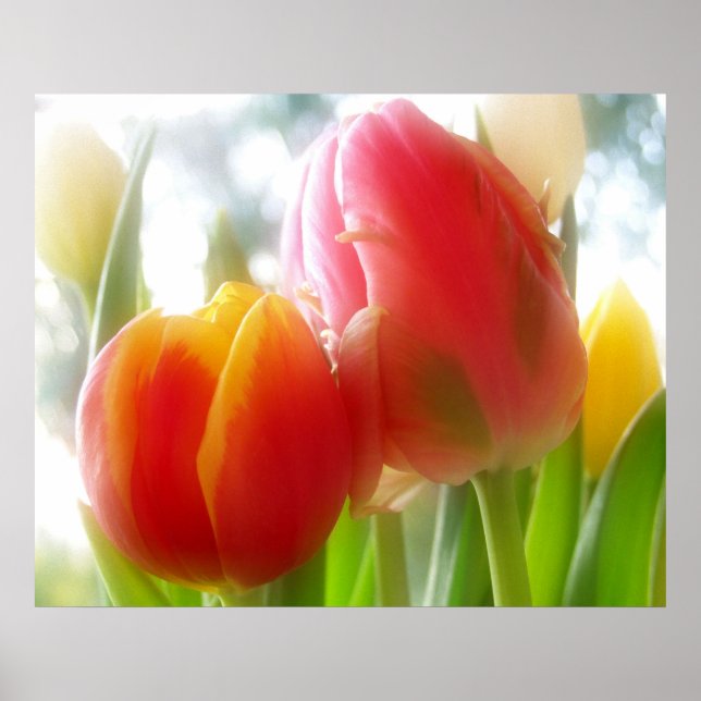 paar Tulpen Print & Poster (Vorne)