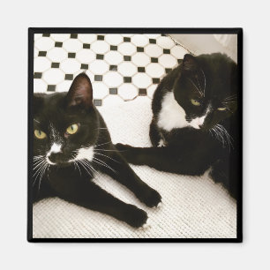 Paar Tuxedo Cats Magnet