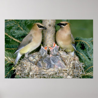 Paar von Cedar Waxwings mit jungen Poster
