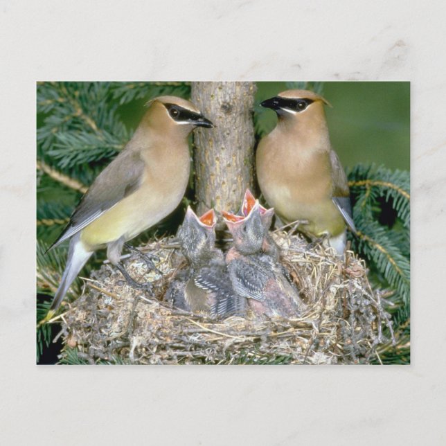 Paar von Cedar Waxwings mit jungen Postkarte (Vorderseite)