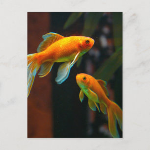 Paar von Lucky Goldfish Postkarte