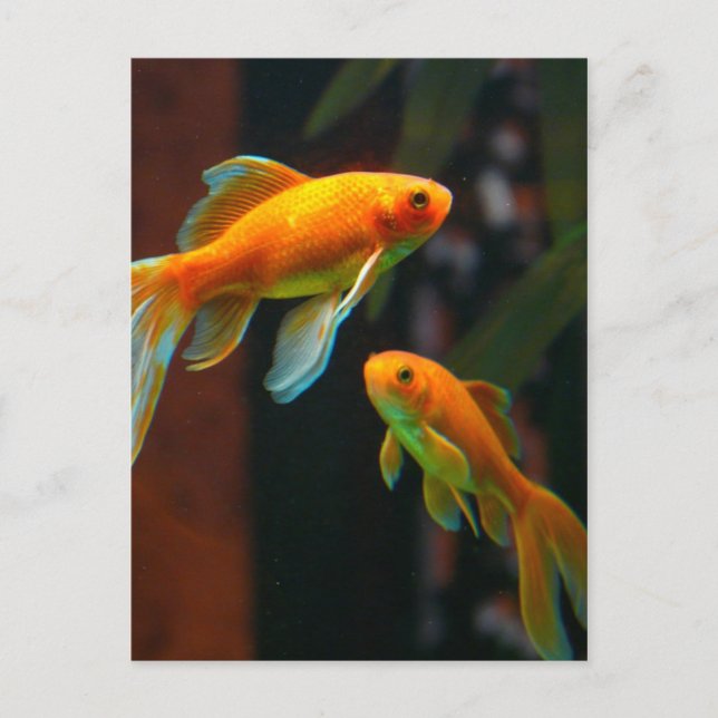 Paar von Lucky Goldfish Postkarte (Vorderseite)