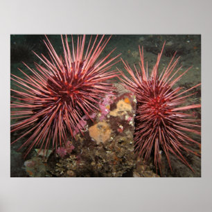Paar von Riesenroten Meer Urchins Kunstdrucke Poster