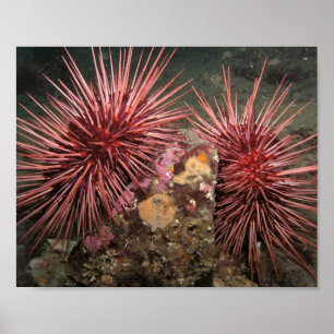 Paar von Riesenroten Meer Urchins Kunstdrucke Poster