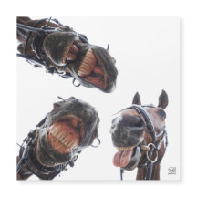 Paarden in de mond gekeken. 3 paarden lachend, hum