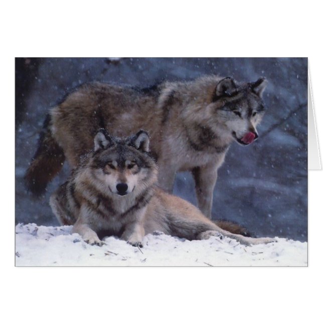 Paare (Vorderseite (Horizontal))