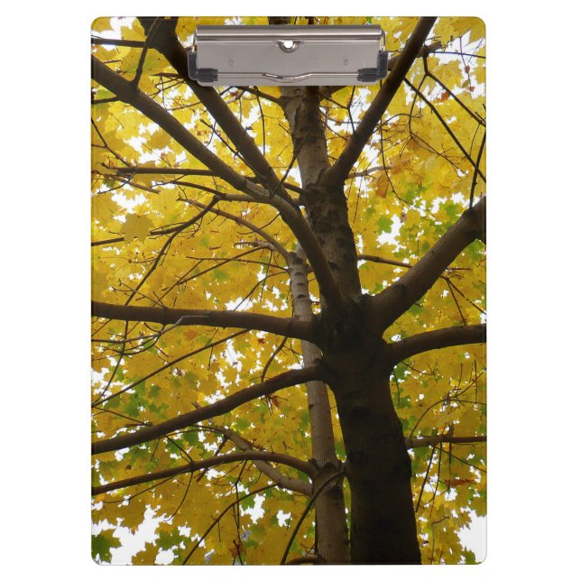 Paare der gelben Ahornbäume Herbstnatur Klemmbrett (Vorderseite)