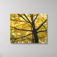 Paare der gelben Ahornbäume Herbstnatur