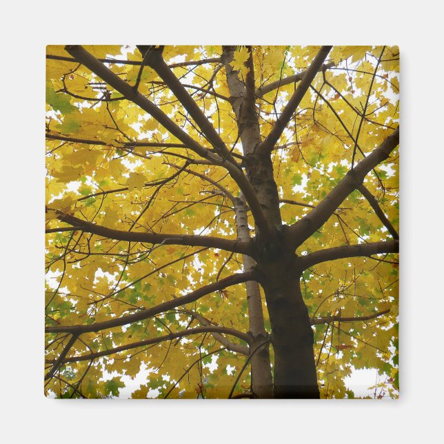 Paare der gelben Ahornbäume Herbstnatur Magnet (Vorne)
