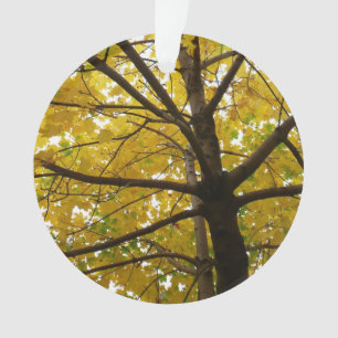 Paare der gelben Ahornbäume Herbstnatur Ornament