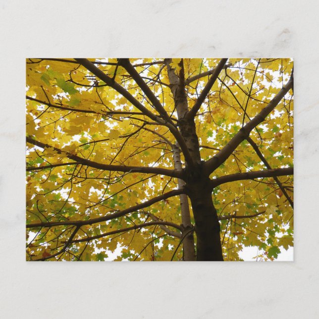 Paare der gelben Ahornbäume Herbstnatur Postkarte (Vorderseite)