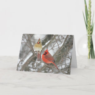 Paare der NordKardinäle Karte