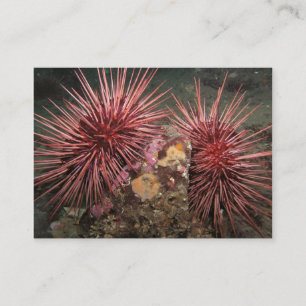 Paare der Urchins des Riesenroten Meeres - Visiten Visitenkarte