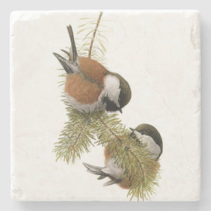 Paare des Kastanie-unterstützten Chickadee auf Steinuntersetzer