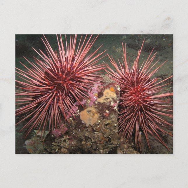 Paare des Riesenroten Meeres Urchins Postkarte (Vorderseite)