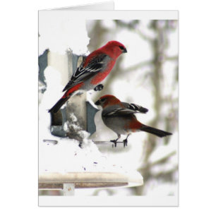 Paare KieferGrosbeaks