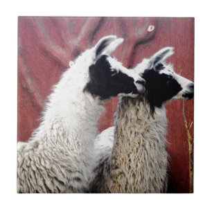 Paare Lamas Fliese
