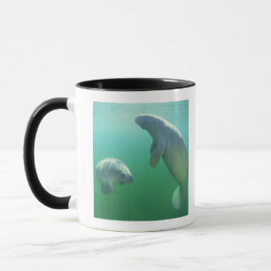 Paare schwimmende Florida-Manatis Tasse