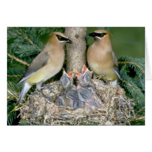 Paare ZederWaxwings mit Jungen