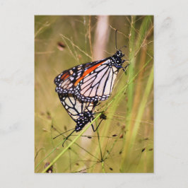 Paarung von Monarchschmetterlingen Postkarte