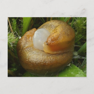 Paarung von Slugs Postkarte