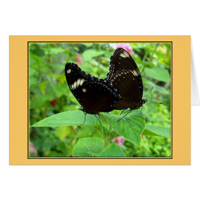 Paarungstanz (Vorderseite (Horizontal))