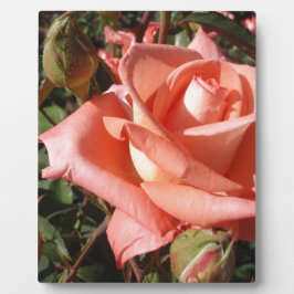 Pachy Rosa Rose Fotoplatte