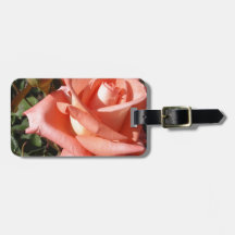 Pachy Rosa Rose