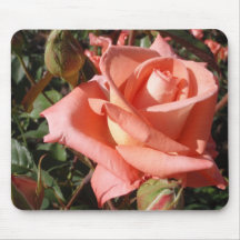 Pachy Rosa Rose