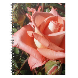 Pachy Rosa Rose Notizblock