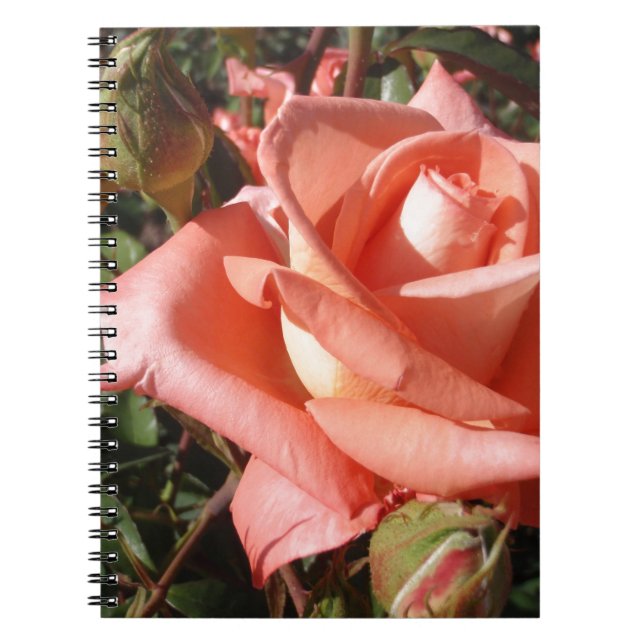 Pachy Rosa Rose Notizblock (Vorderseite)