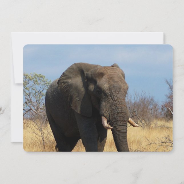 Pachyderm Einladung (Vorderseite)