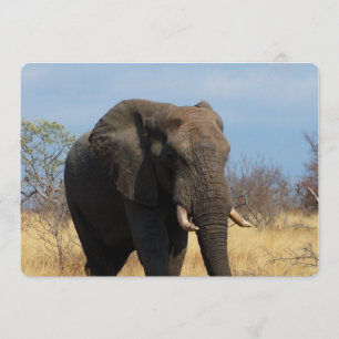 Pachyderm Einladung