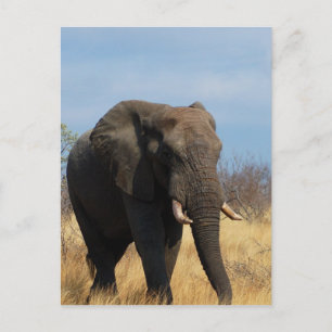 Pachyderm Postkarte