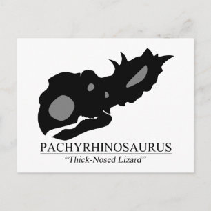 Pachyrhinosaurus Skull Postkarte